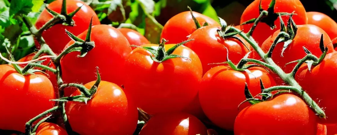 Découvrez l'astuce infaillible pour retirer la peau des tomates sans effort !